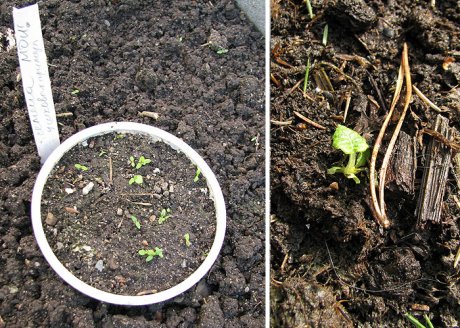 Рассада примулы из семян: 6 правил выращивания в домашних условиях